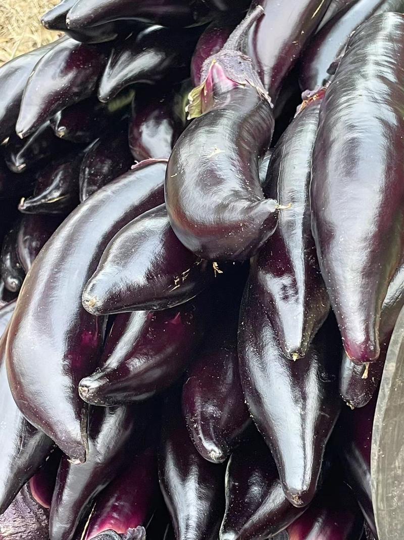四川黑墨茄子紫长茄新品上市质量保证品种纯正
