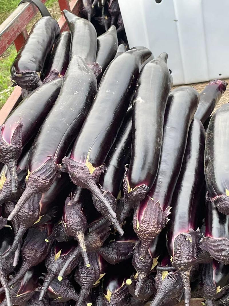 四川黑墨茄子紫长茄新品上市质量保证品种纯正