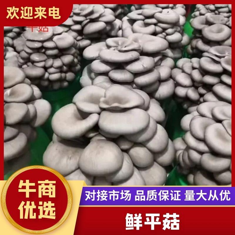 北京鲜平菇基地直发对接全国市场规格齐全品质保证