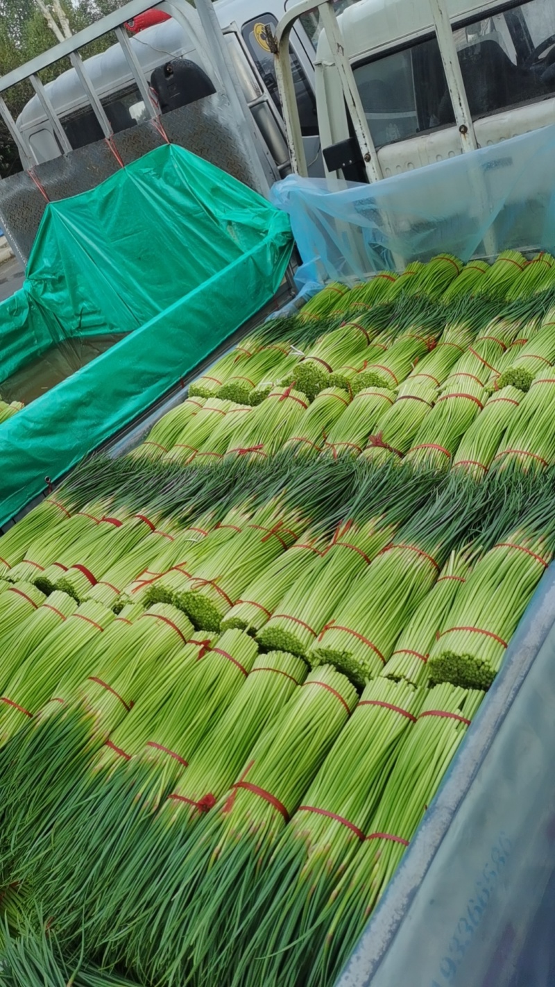 精品红帽蒜薹大量供应中产地一手货源对接全国商超市场等