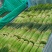 蒜薹河南中牟红帽蒜薹大量供应中品质保障对接全国市场