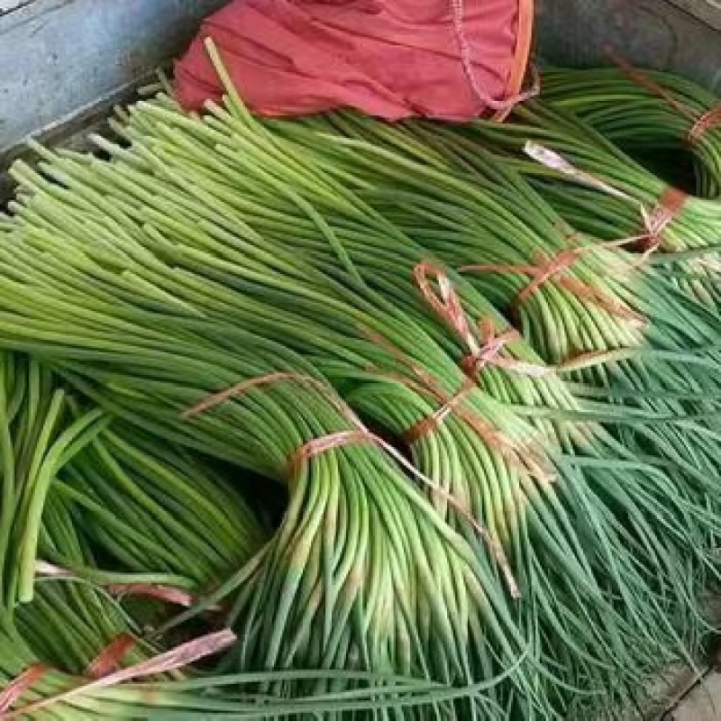 红帽蒜薹产地直发大量上市供应电商，市场各大平台