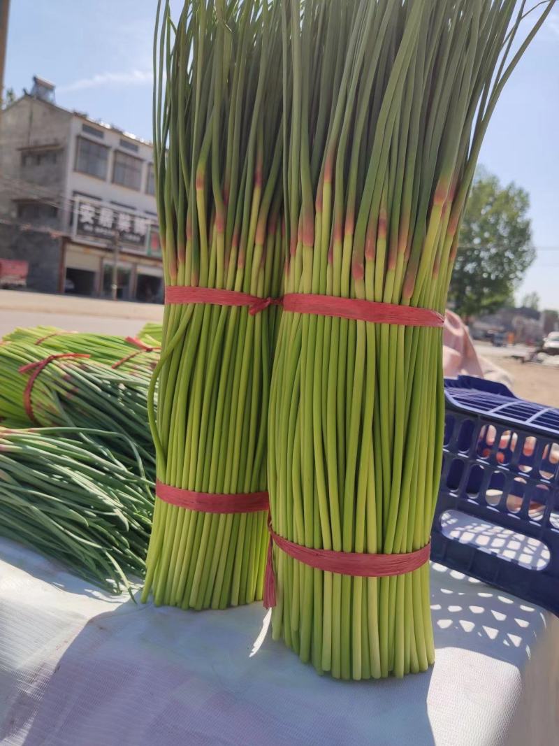 红帽蒜薹产地直发大量上市供应电商，市场各大平台