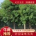 【红花玉蕊】根系发达成活率高全国代发欢迎老板电话联