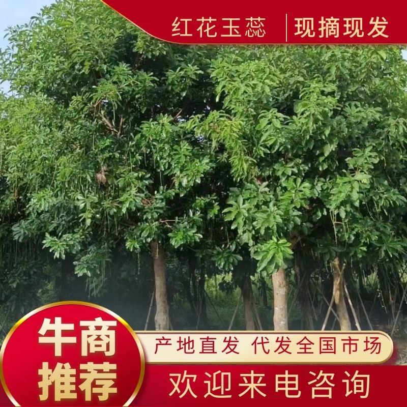 【红花玉蕊】根系发达成活率高全国代发欢迎老板电话联