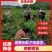 《柑桔苗》春见耙柑成活率高根系发达泥浆保湿基地直发
