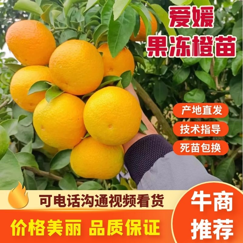 柑桔苗【红美人爱媛38，46，28】黄美人，阿蜜达均有售