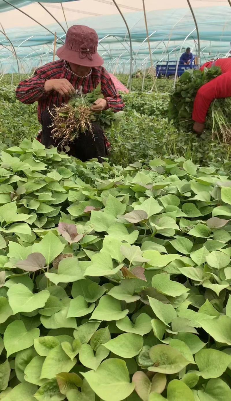 西瓜红红薯苗《山东》脱毒高产品质好现采现发