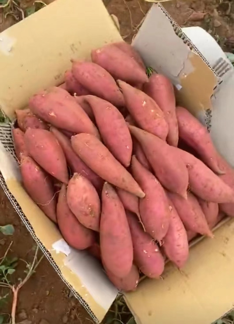 【实力】红薯精品西瓜红河北蜜薯看货定价质量保证