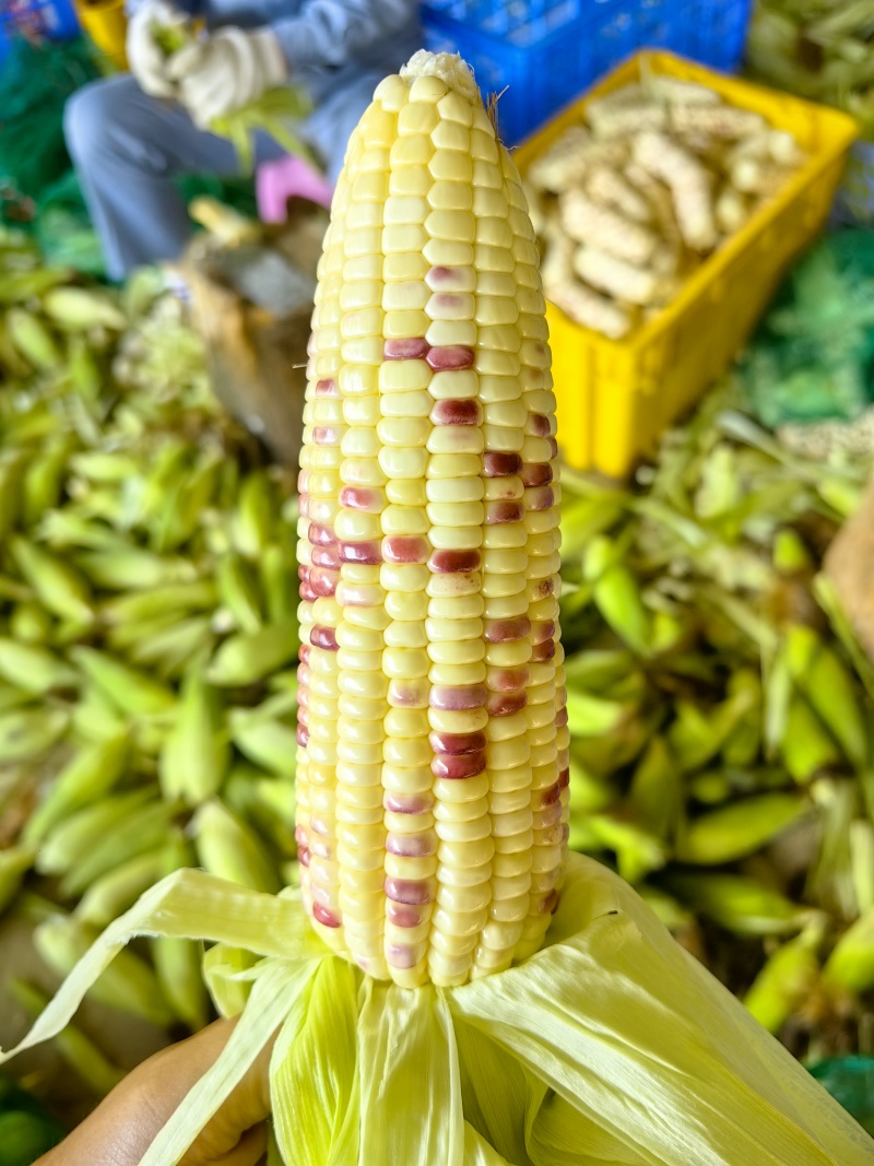 海南精品花糯玉米，四季种植，鲜货真空包装，规格齐全