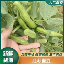 精品江苏蚕豆大量上市，产地直发，量大从优品质好