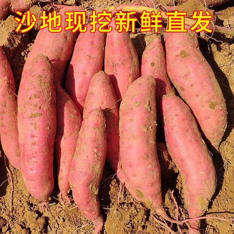 【精品】龙薯精品红薯大量供应口感甜现挖现发诚信经营