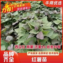 【推荐】禹州优质红薯苗，品种多，规格全，成活率高
