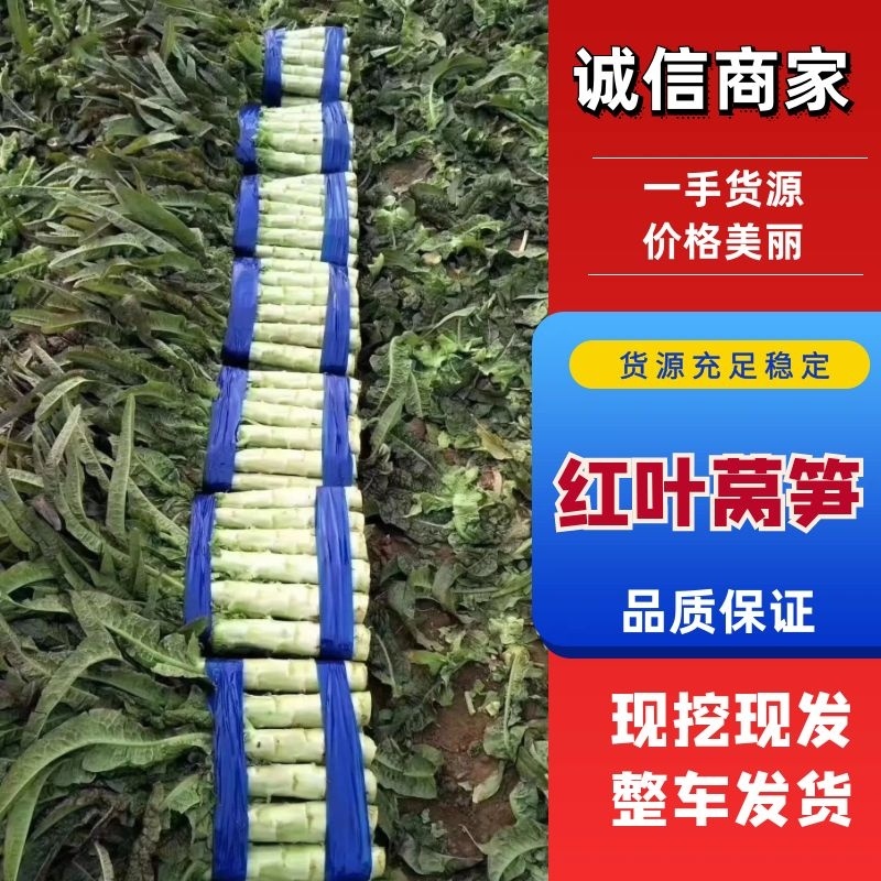 【红叶莴笋】产地直供现摘现发欢迎来电联系
