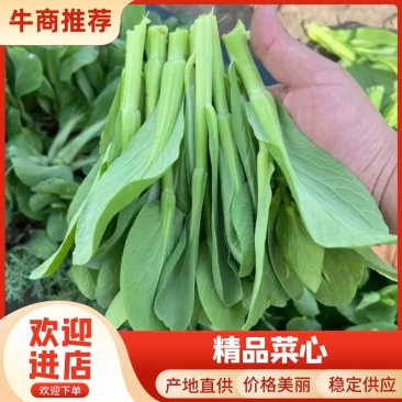 广东菜心，油菜苔万亩基地，大量上市，价格便宜欢迎联系