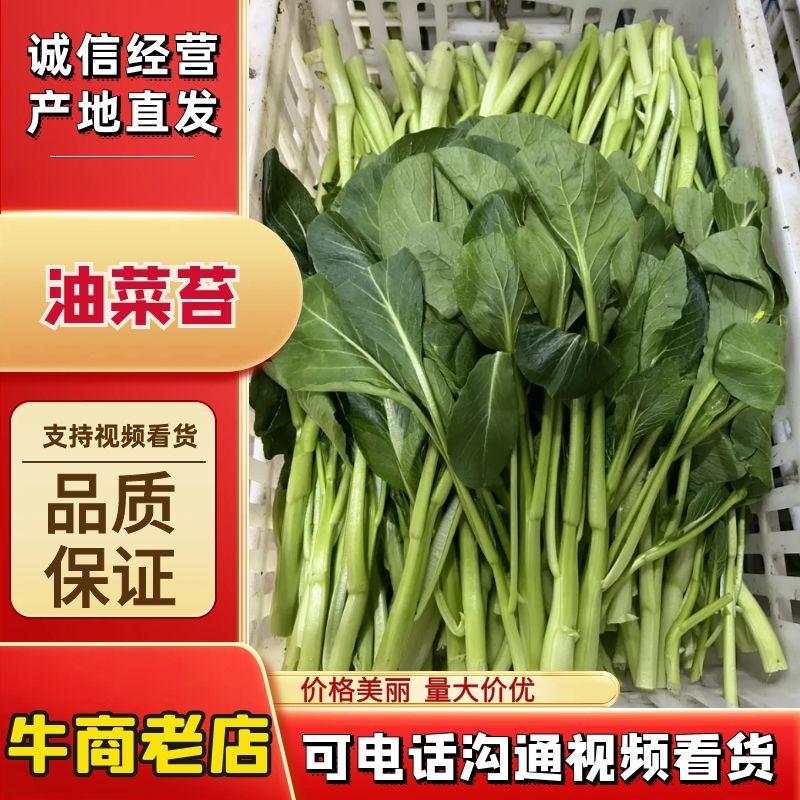 精品菜苔菜心上海油菜苔，大量上市，承接市场电商