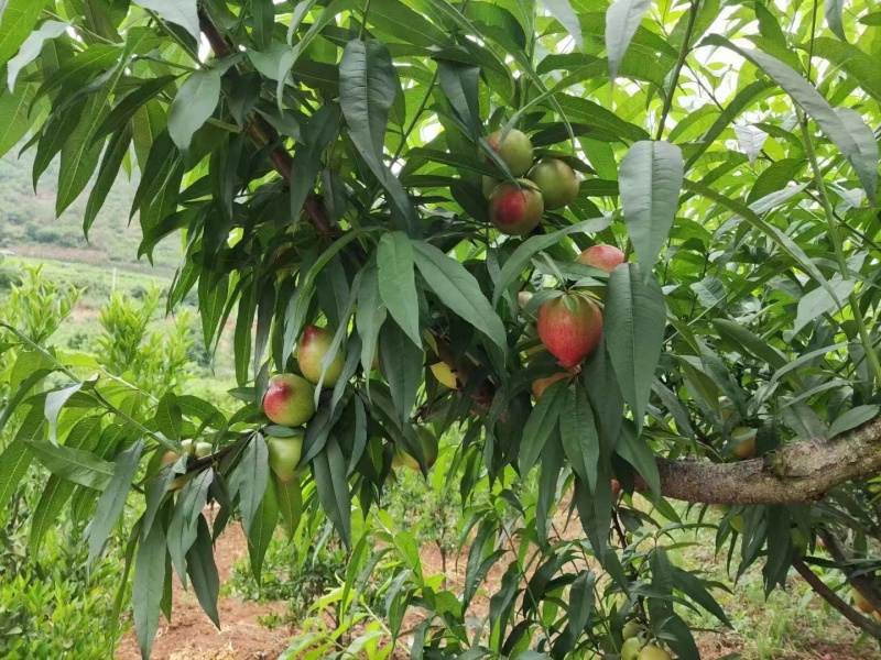 【云南油桃】云南白油桃原产地现摘现发脆甜多汁欢迎咨询