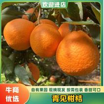 四川青见柑橘产地直发可对接商超视频看货欢迎咨询