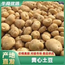 [黄心土豆]精选优质河南产地一手货源发往全国欢迎来电