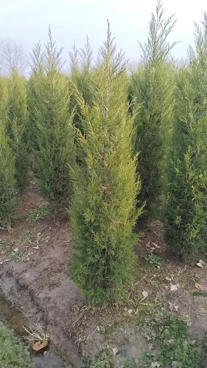 大叶女贞3一7公分一级二级都有，大量有货，有需要欢迎采购