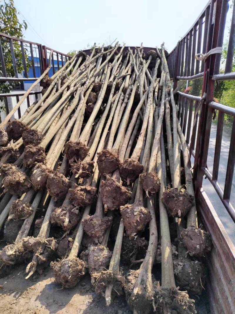 大叶女贞3一7公分一级二级都有，大量有货，有需要欢迎采购