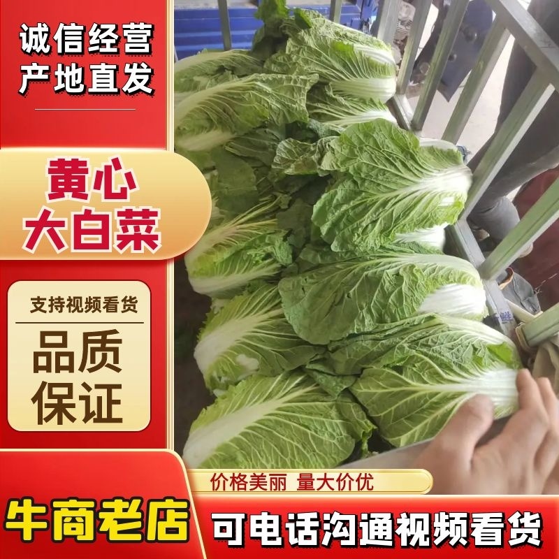 【黄心大白菜】博爱黄心白菜新鲜上市基地直发大量供应