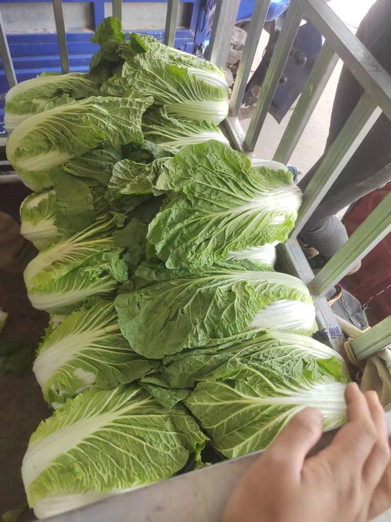 【黄心大白菜】博爱黄心白菜新鲜上市基地直发大量供应