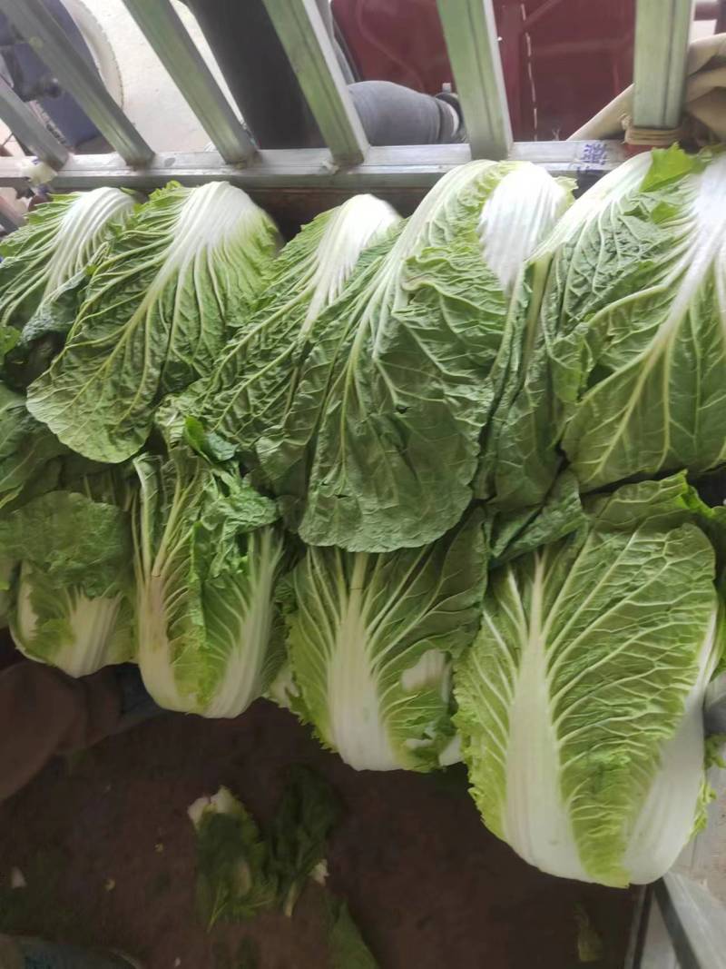 【黄心大白菜】博爱黄心白菜新鲜上市基地直发大量供应