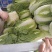 【黄心大白菜】博爱黄心白菜新鲜上市基地直发大量供应