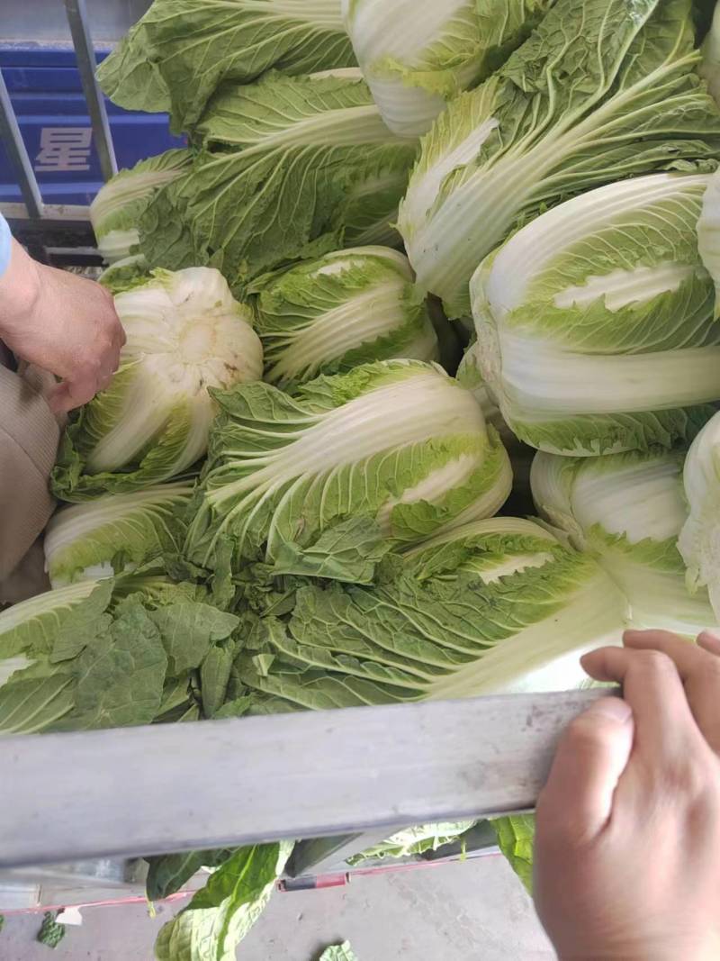 【黄心大白菜】博爱黄心白菜新鲜上市基地直发大量供应