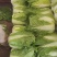 【黄心大白菜】博爱黄心白菜新鲜上市基地直发大量供应