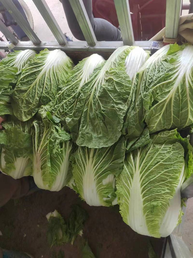 【黄心大白菜】博爱黄心白菜新鲜上市基地直发大量供应
