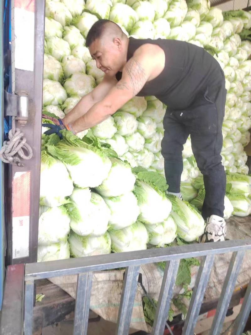 【黄心大白菜】博爱黄心白菜新鲜上市基地直发大量供应