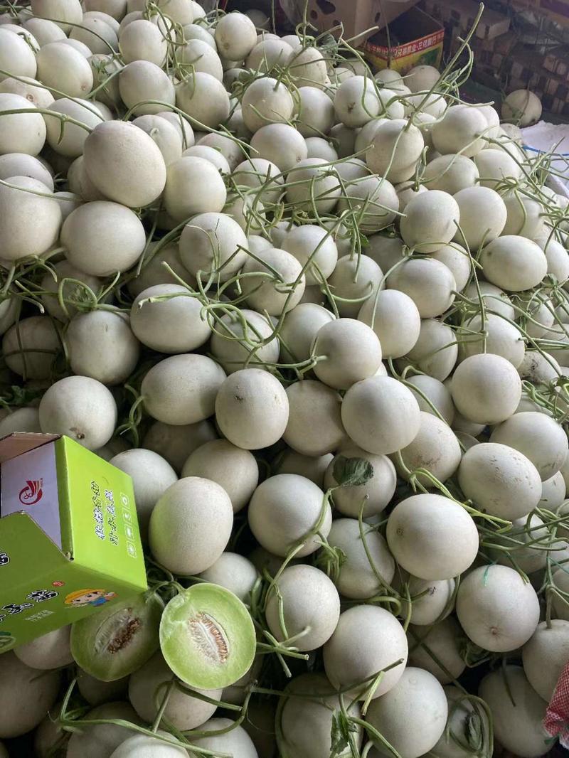 【热卖】山东精品玉菇甜瓜大量上市品质保障产地直发价