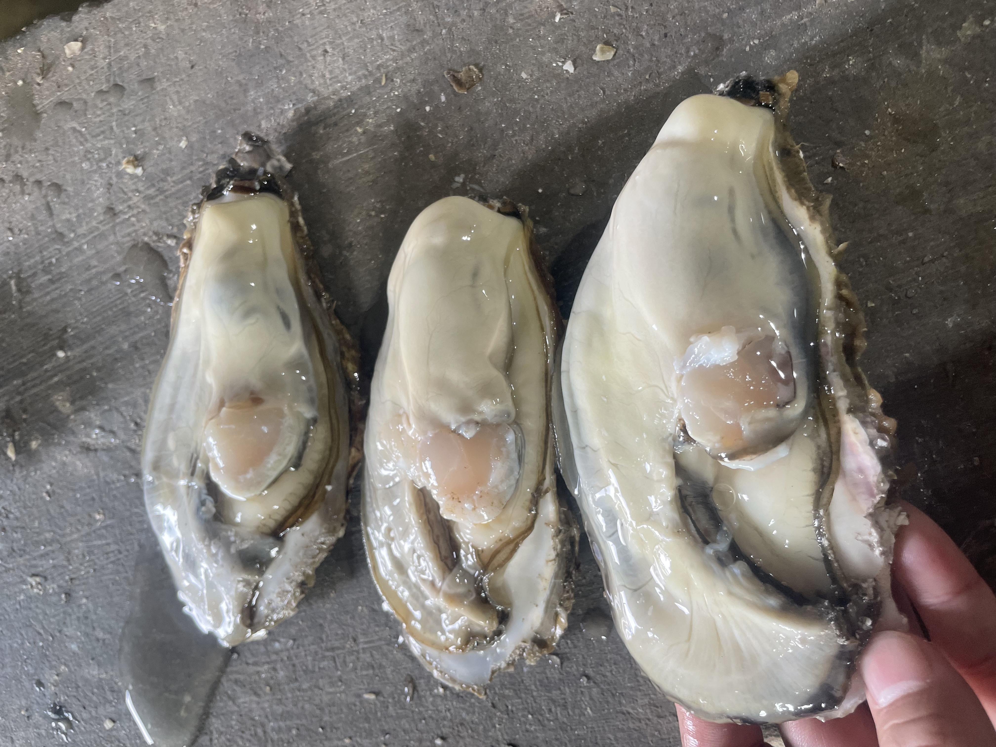 一名顾客在灯光柔和的海鲜餐厅内,正用柠檬汁点缀刚打开的生蚝。盘中有六只生蚝,壳内肉质饱满、晶莹剔透,汤汁充盈。服务员手持菜单介绍‘本店采用优质三倍体生蚝,四季皆宜’。桌面有手机屏幕显示扫码溯源页面,显示‘倍性:三倍体’字样 消费者在餐厅享用新鲜开壳生蚝场景