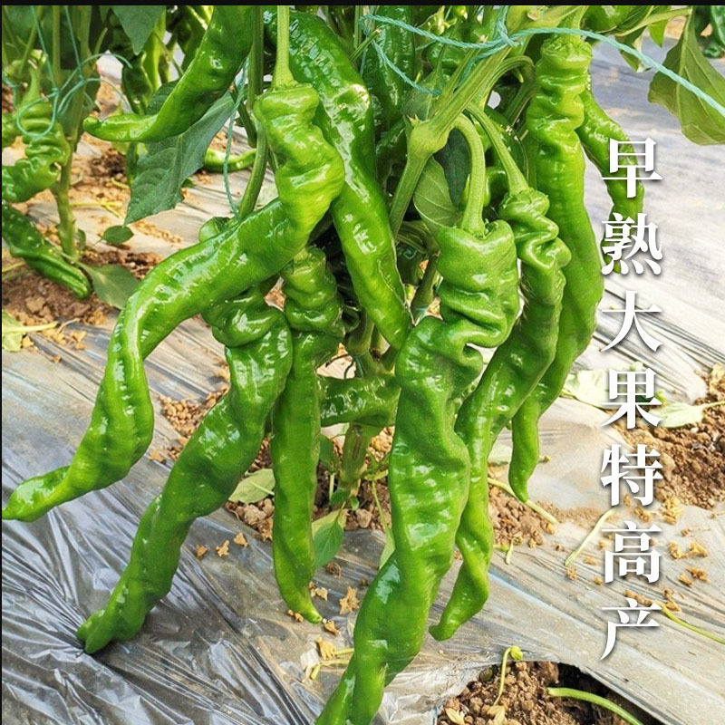 {热销}螺丝椒种子螺旋4号陇椒杂交中熟口感好四季种植