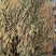 【实力推荐】梅干菜，基地种植，大量有货，省内优先