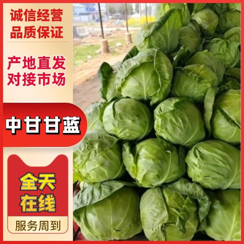 河南精品包菜洋白菜，中甘甘蓝，产量大质量好，协助调车发货