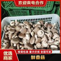 河北精品鲜香菇，价格真实，种植基地直发，品质保证
