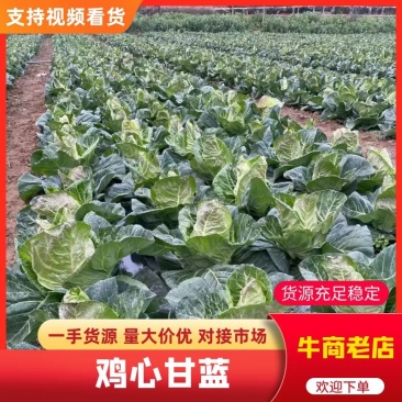 【推荐】四川特产产地直供鸡心甘蓝，可视频看货选货