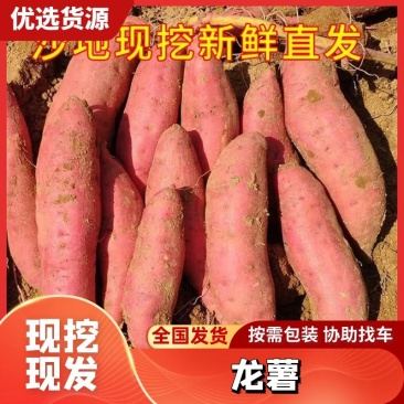 【精品】龙薯精品红薯大量供应口感甜现挖现发诚信经营