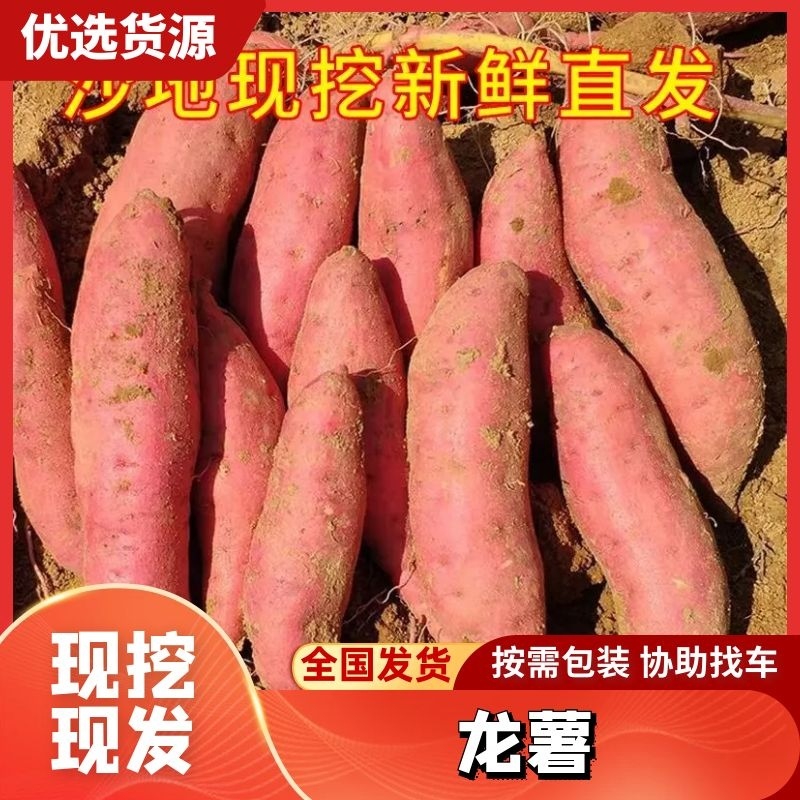 【精品】龙薯精品红薯大量供应口感甜现挖现发诚信经营
