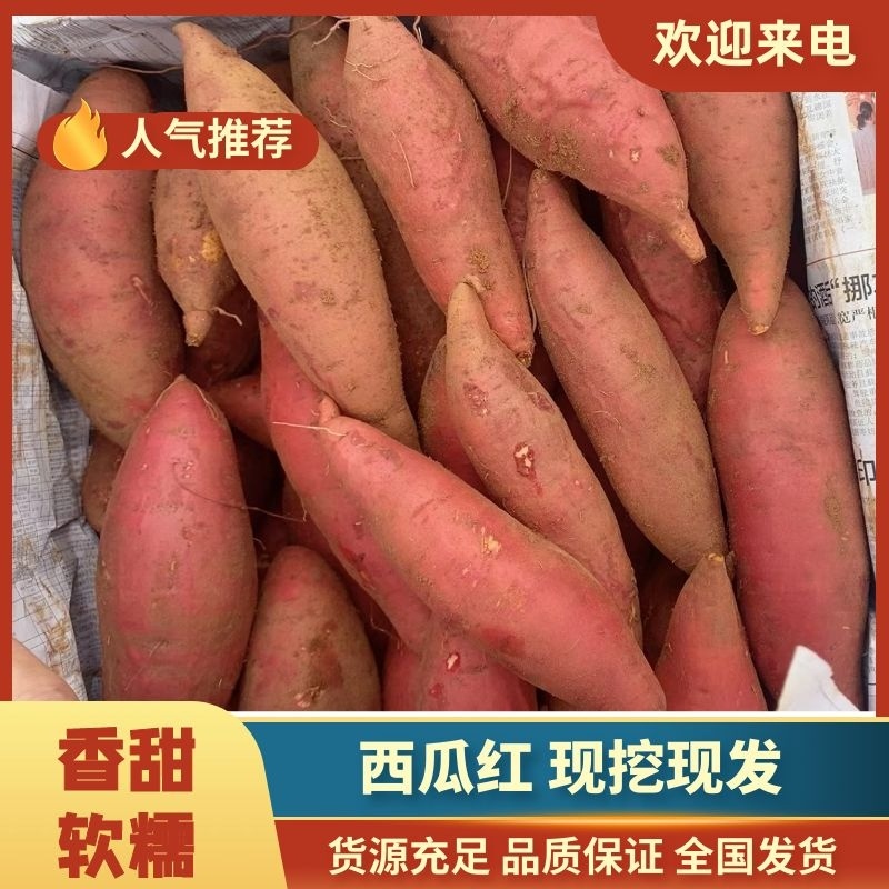 【实力】西瓜红红薯大量供应，产地直发一手货源全国供应
