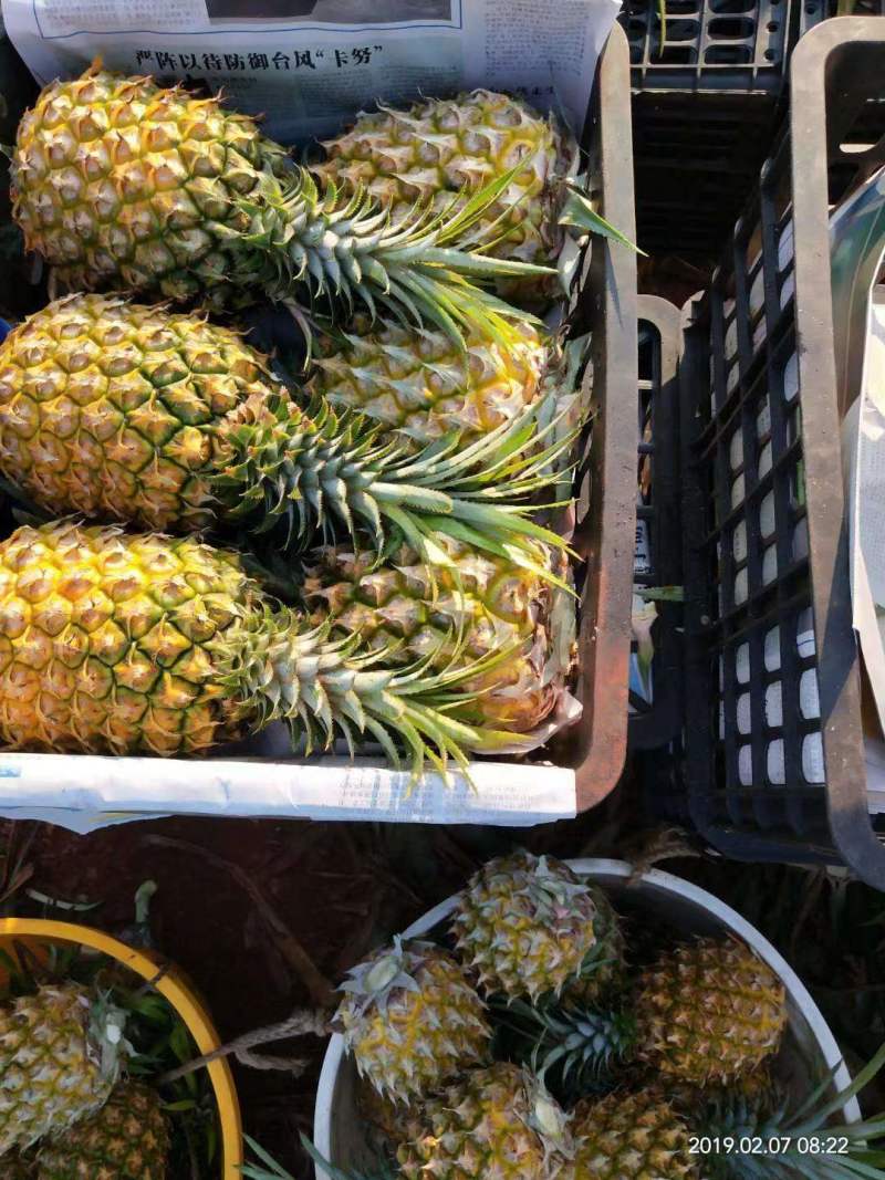 【实力推荐】徐闻菠萝种植基地，大量有货全国供应欢迎来电