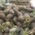 【实力推荐】徐闻菠萝种植基地，大量有货全国供应欢迎来电