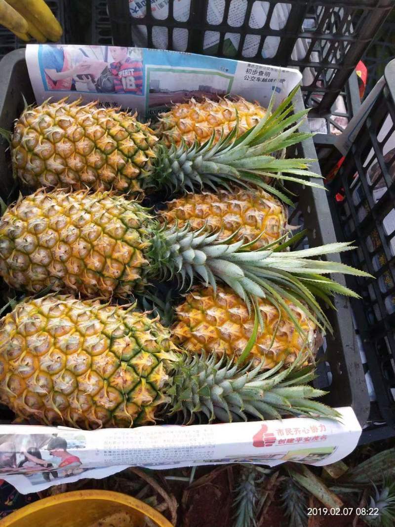【实力推荐】徐闻菠萝种植基地，大量有货全国供应欢迎来电