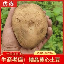 精品土豆黄心土豆大量上市产地直供现挖现发品质