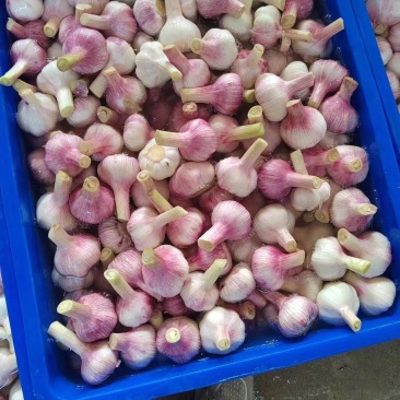 【精品】紫皮蒜云南鲜蒜对接全国市场量大从优