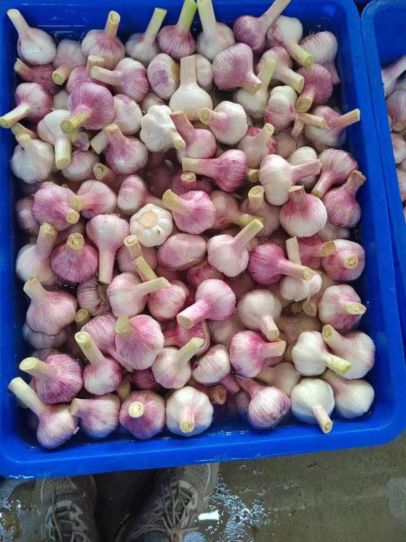 【精品】紫皮蒜云南鲜蒜对接全国市场量大从优