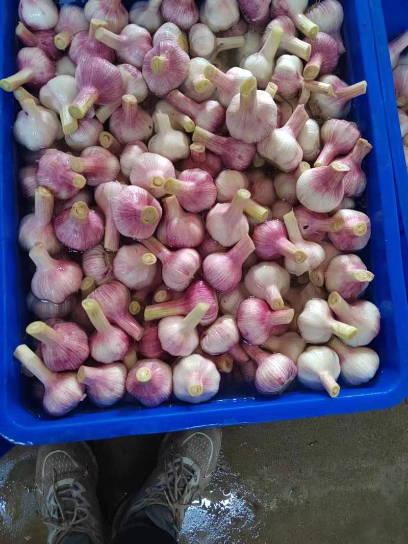 【精品】紫皮蒜云南鲜蒜对接全国市场量大从优